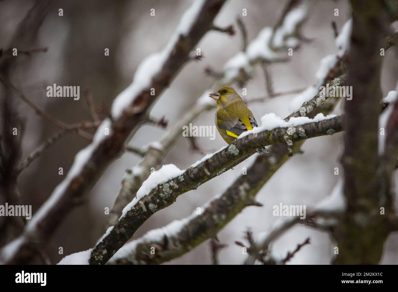 Verdier d'Europe (Chloris chloris) Banque D'Images