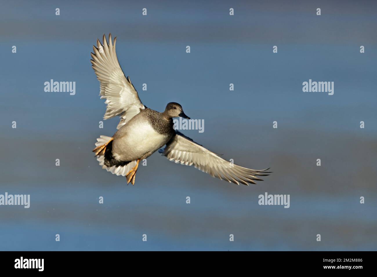 Gadwall débarquer à Leighton Moss RSPB Reserve UK Banque D'Images