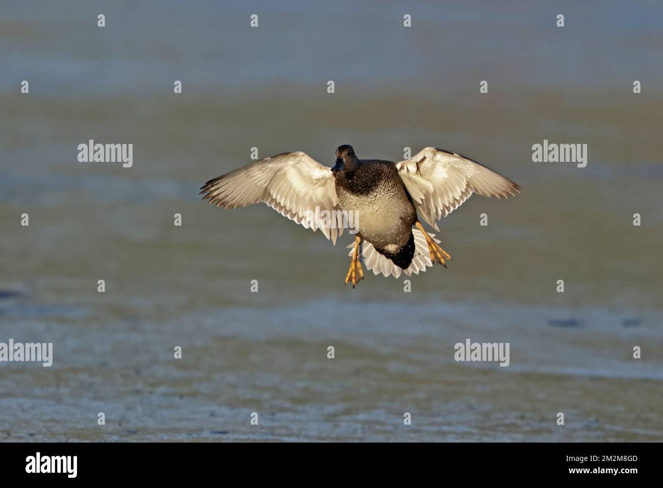 Gadwall débarquer à Leighton Moss RSPB Reserve UK Banque D'Images