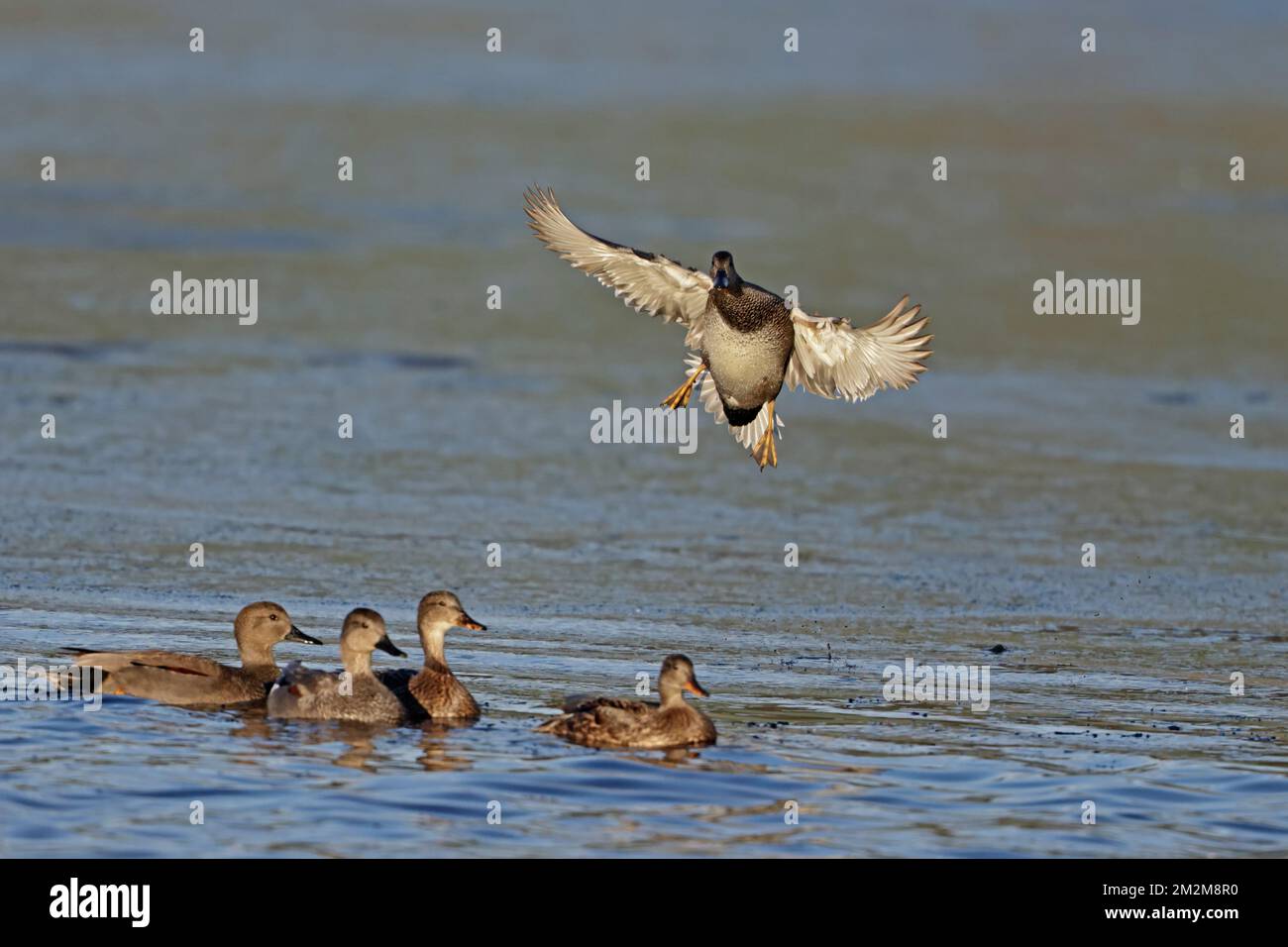 Gadwall débarquer à Leighton Moss RSPB Reserve UK Banque D'Images