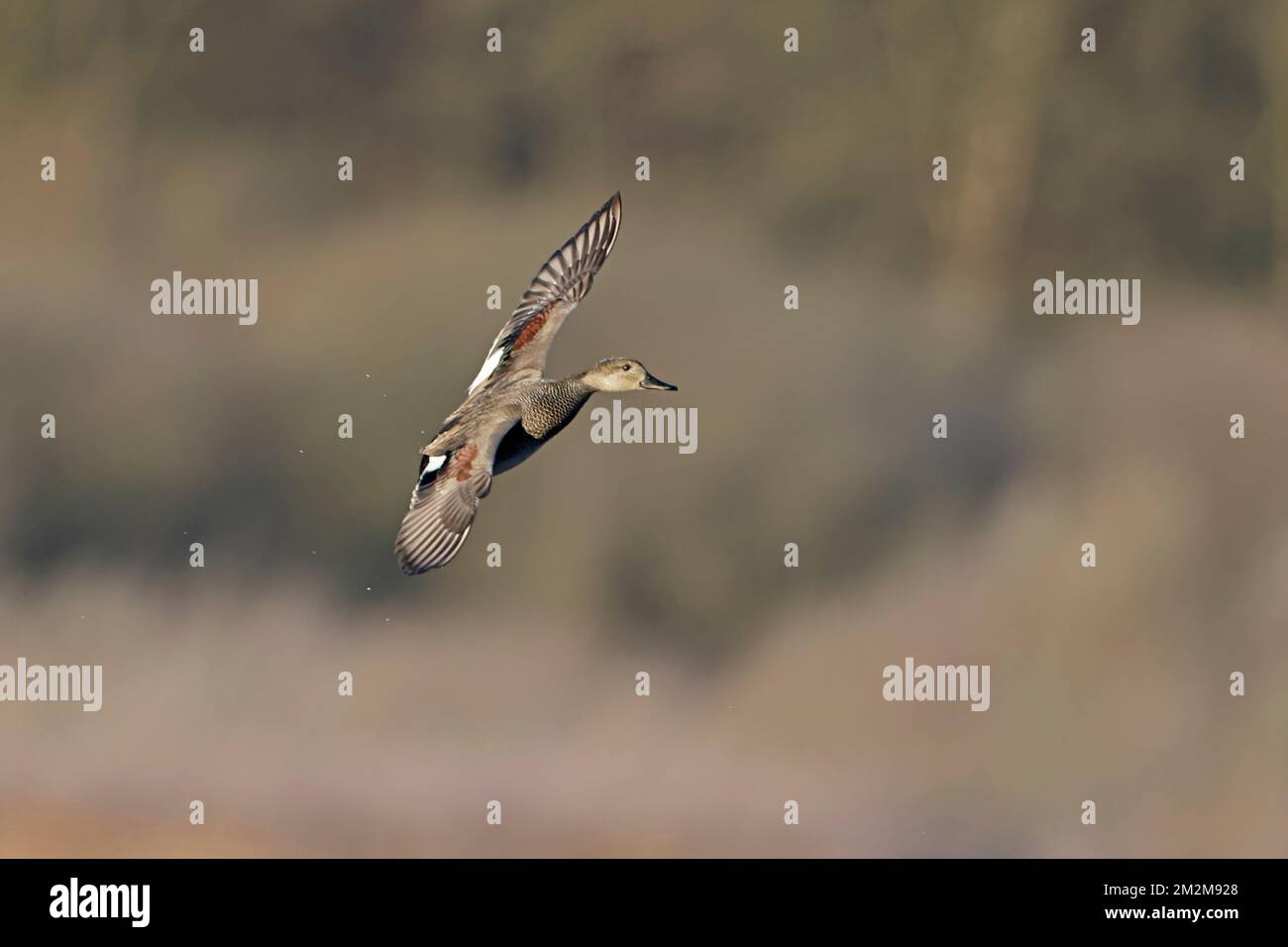 Gadwall débarquer à Leighton Moss RSPB Reserve UK Banque D'Images