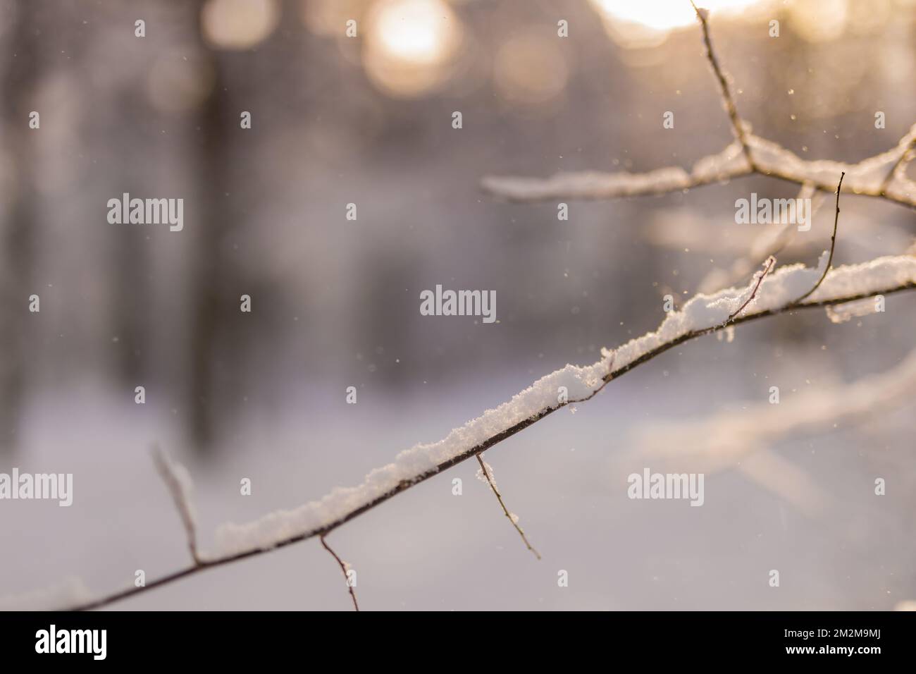 Paysage hivernal givré et flou dans une forêt enneigée. Arrière-plan de Noël avec arbres et arrière-plan flou de l'hiver. Nature artistique gros plan, tons froids Banque D'Images