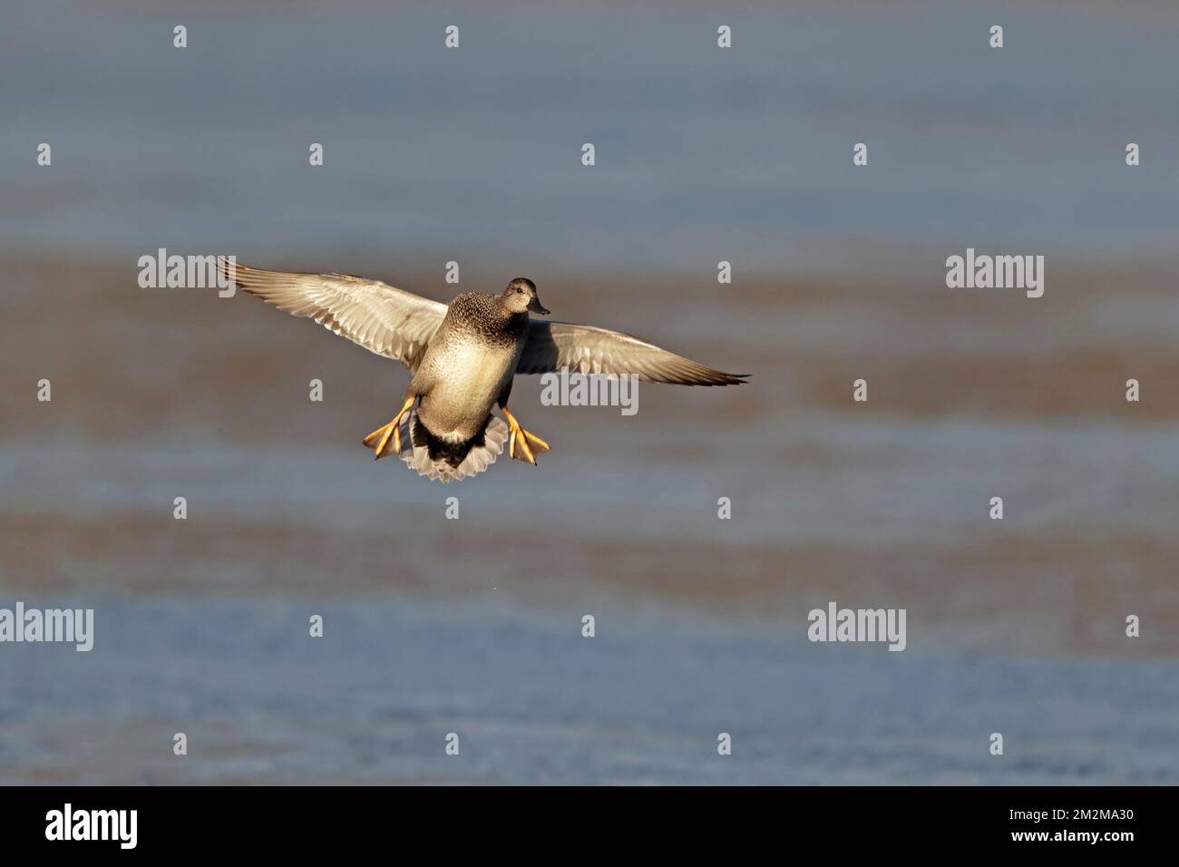 Gadwall débarquer à Leighton Moss RSPB Reserve UK Banque D'Images