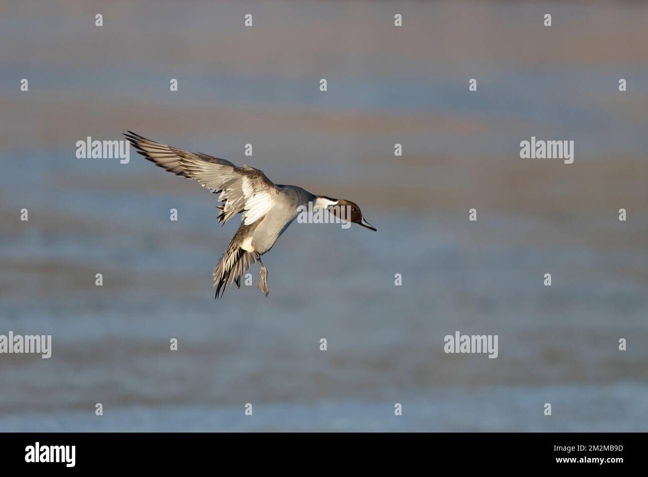 Queue d'or de sexe masculin arrivant sur terre à la réserve de Leighton Moss RSPB Banque D'Images