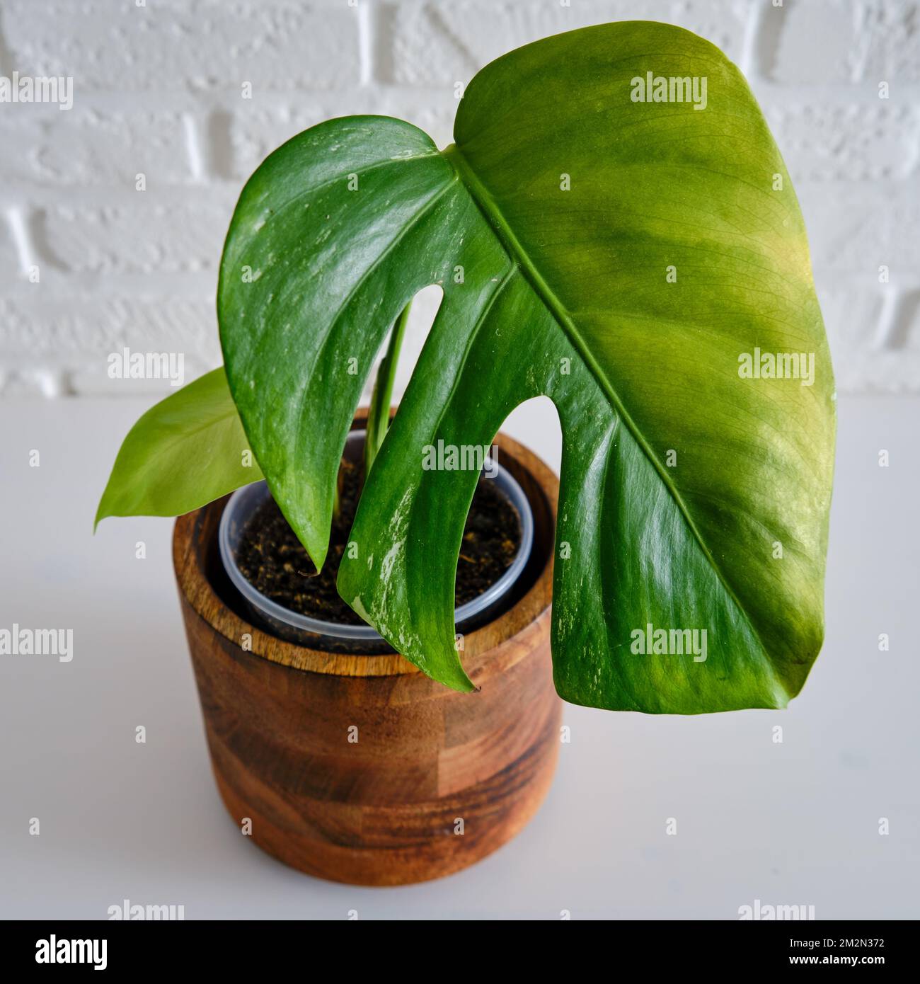 Feuille jaune sur une plante de maison malade Monstera Albo, fond blanc.  Une plante de maison de schage dans un pot de fleur Photo Stock - Alamy