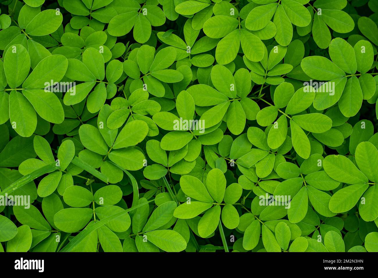 Feuille d'Arachis Pintoi. Graines tropicales. Nom commun Pinto Peanut. Une légume pour l'utilisation dans les pâturages, l'amélioration du sol, et la conservation, et comme culture de couverture i Banque D'Images