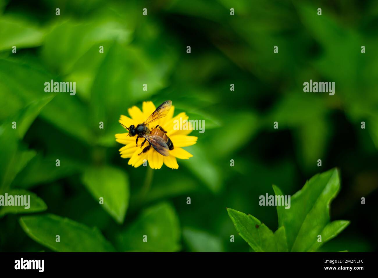 L'abeille assise sur une fleur d'herbe sauvage et mangeant du miel. Les abeilles pollinisent nos cultures et permettent de vivre dans un monde avec du miel. Invitez-les dans Banque D'Images
