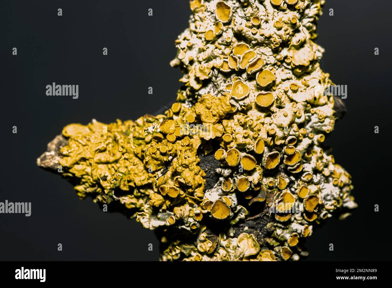 L'une des plus courantes de la famille des lichen, la croûte dorée, est présente sur une large gamme de substrats allant des roches côtières aux brindilles. Banque D'Images