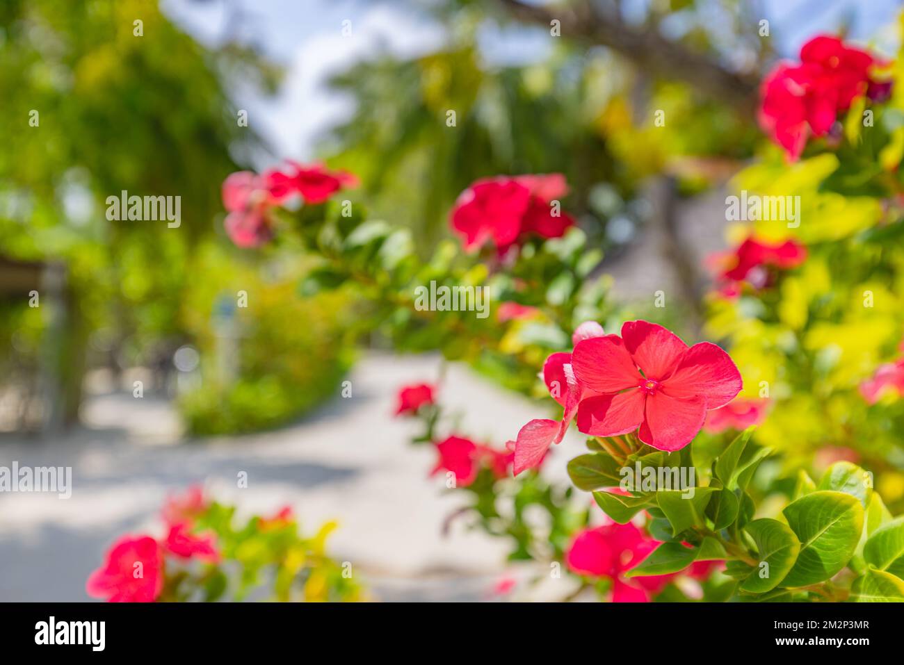 Gros plan sur les fleurs roses rouges de Diladenia Sundaville avec un fond de jardin tropical flou. Nature florale exotique, jour ensoleillé Banque D'Images