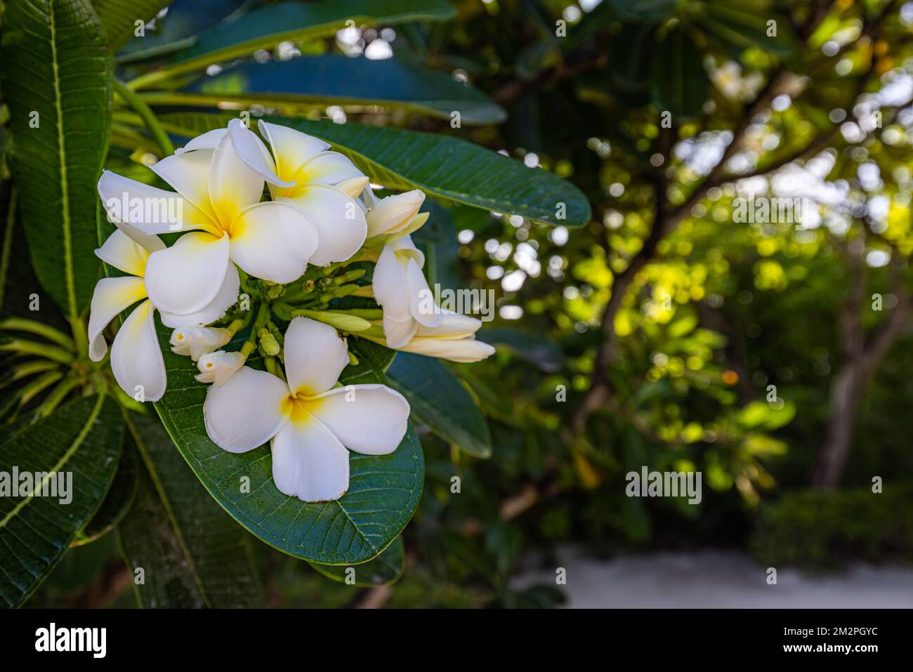 Fleurs de plumeria blanches et jaunes qui fleurissent sur l'arbre,  frangipani, fleurs tropicales. Lumière douce du soleil sur fleur exotique  en fleurs avec bokeh tropical flou Photo Stock - Alamy