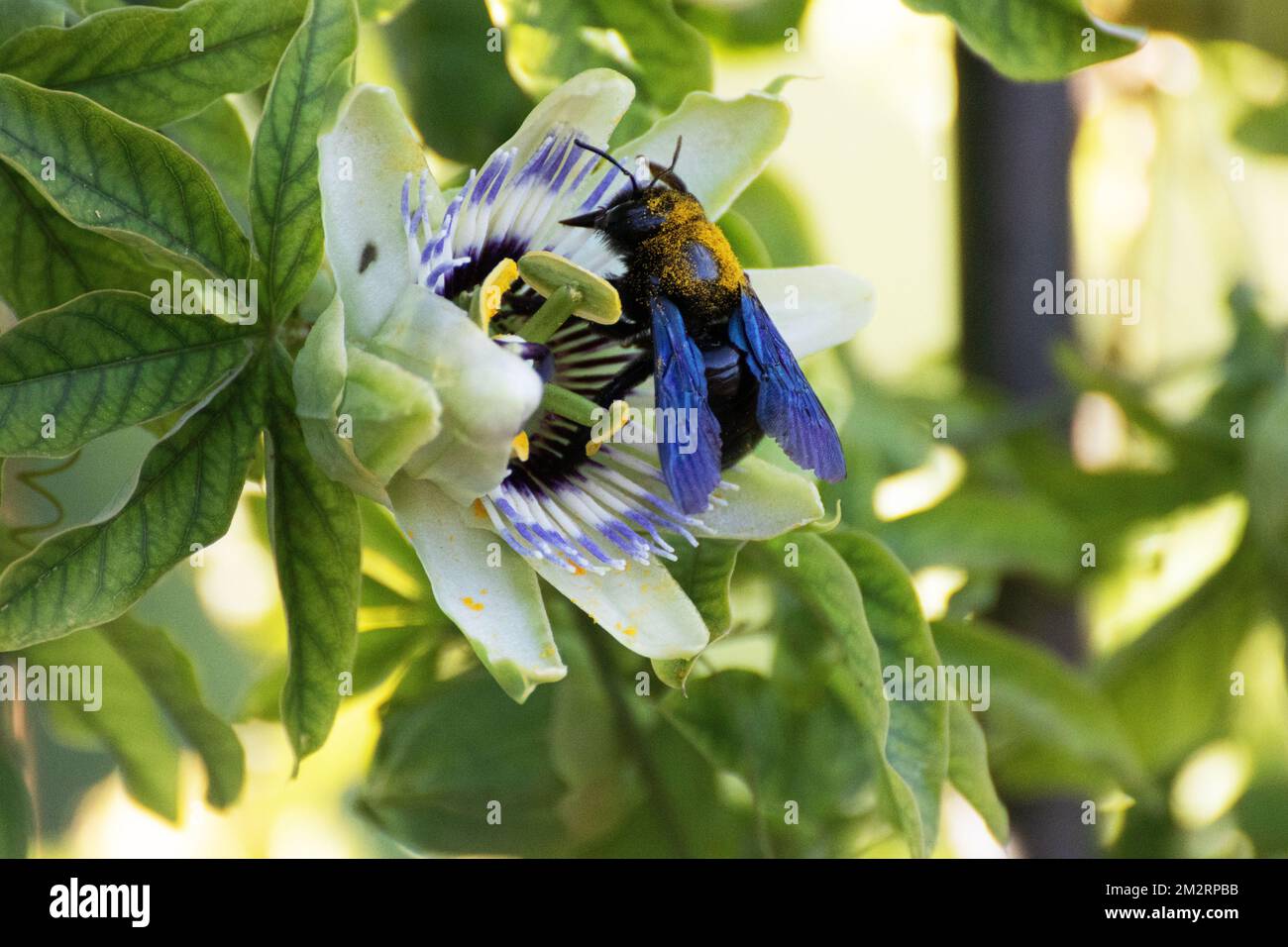 Insecte Carpenter abeille pleine de pollen Banque D'Images