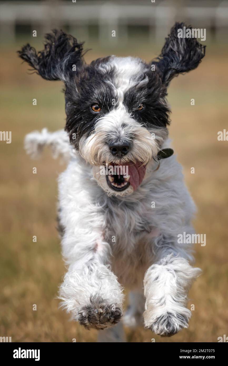 Le Cockapoo noir et blanc saute vers l'appareil photo dans un champ Banque D'Images
