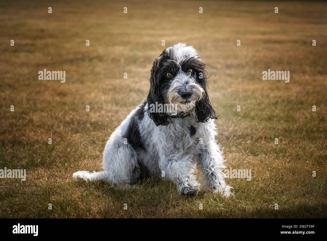 Cockapoo noir et blanc assis dans un champ regardant la caméra Banque D'Images