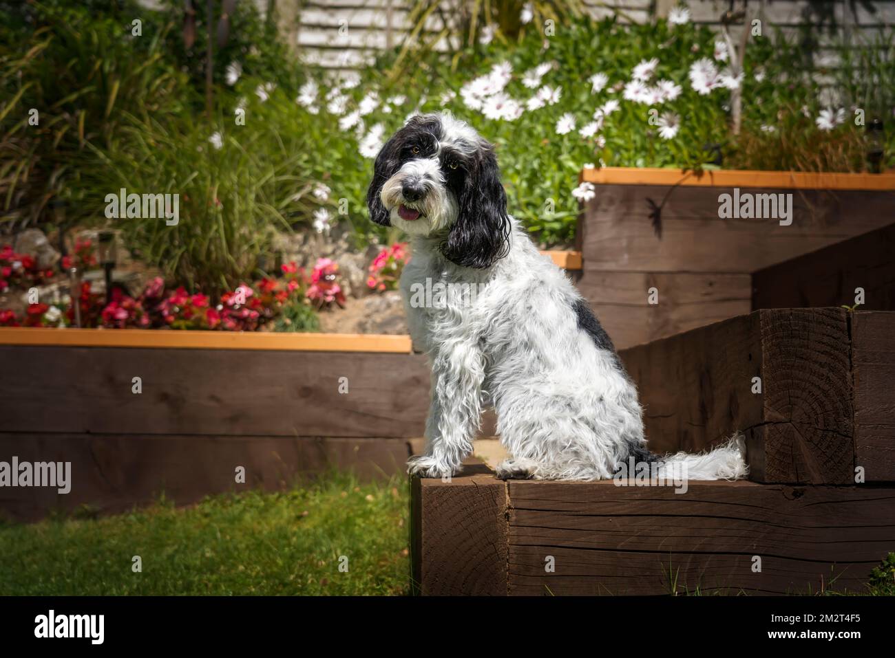Cockapoo noir et blanc assis dans son jardin avec une inclinaison de tête regardant directement la caméra Banque D'Images