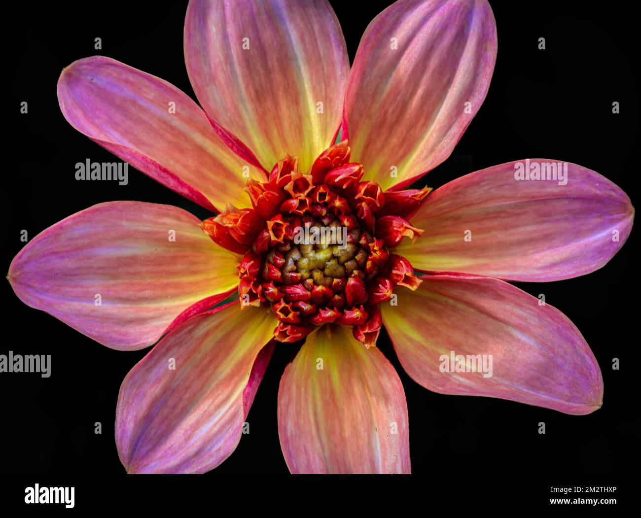 Fleur unique du saumon et corail Dahlia dreamy série 'Fantasy' et fond noir. Fleur de Dahlia isolée Banque D'Images