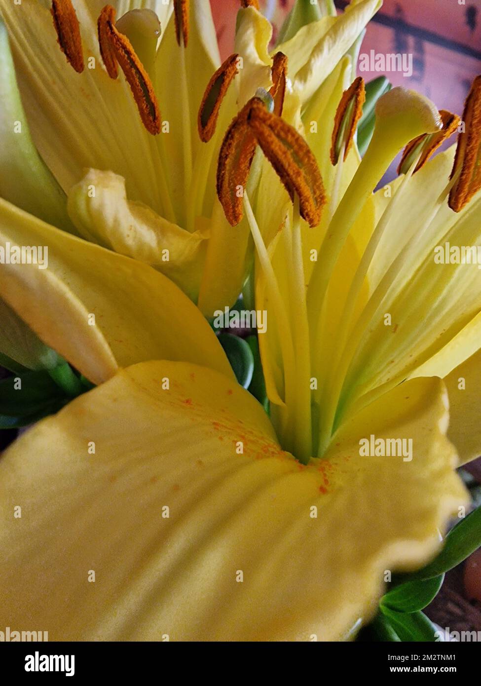Fleurs jaunes gros plan. Arrière-plan coloré. Macrophotographie de Lily Blossom. Pistil et STAMENS. Plantes à fleurs. Beau bouquet. Herbe décorative Banque D'Images