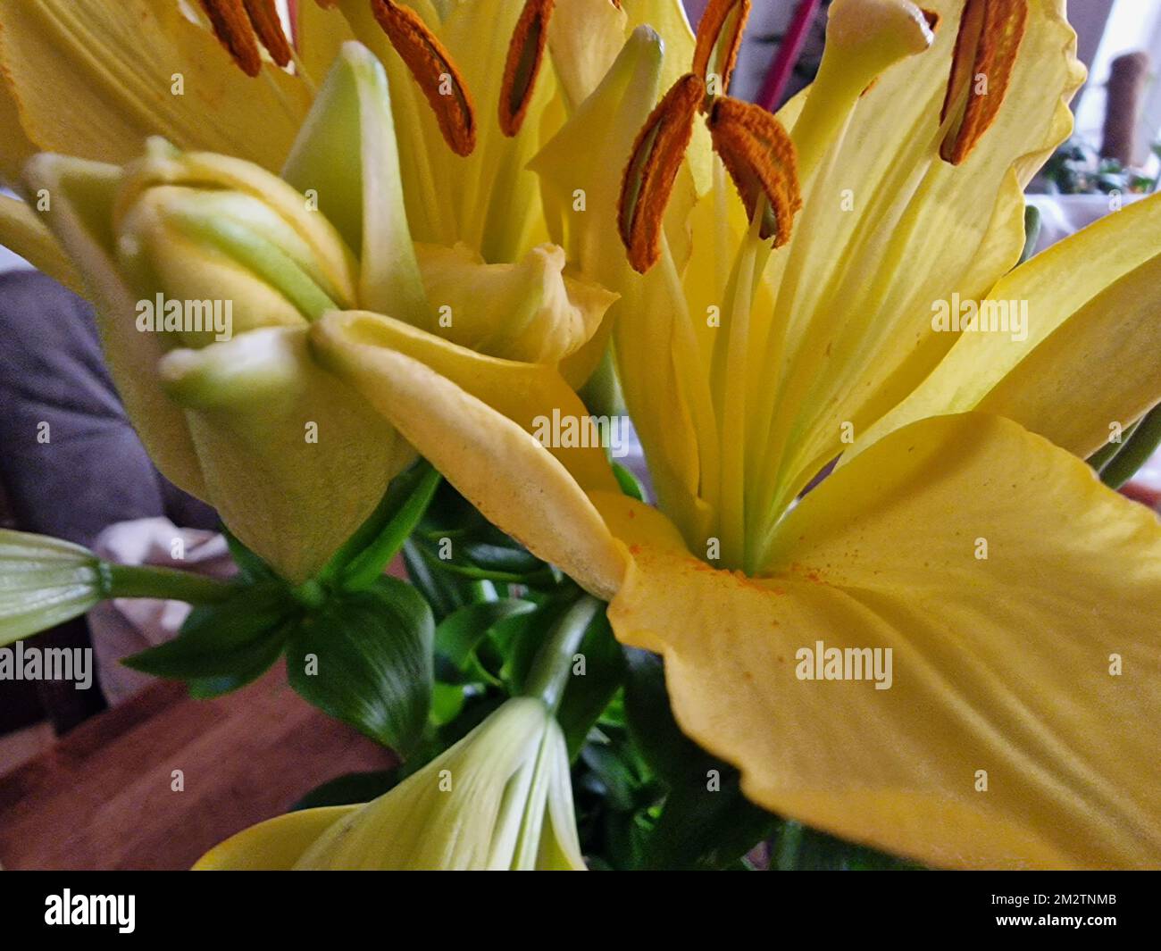 Fleurs jaunes gros plan. Arrière-plan coloré. Macrophotographie de Lily Blossom. Pistil et STAMENS. Plantes à fleurs. Beau bouquet. Herbe décorative Banque D'Images