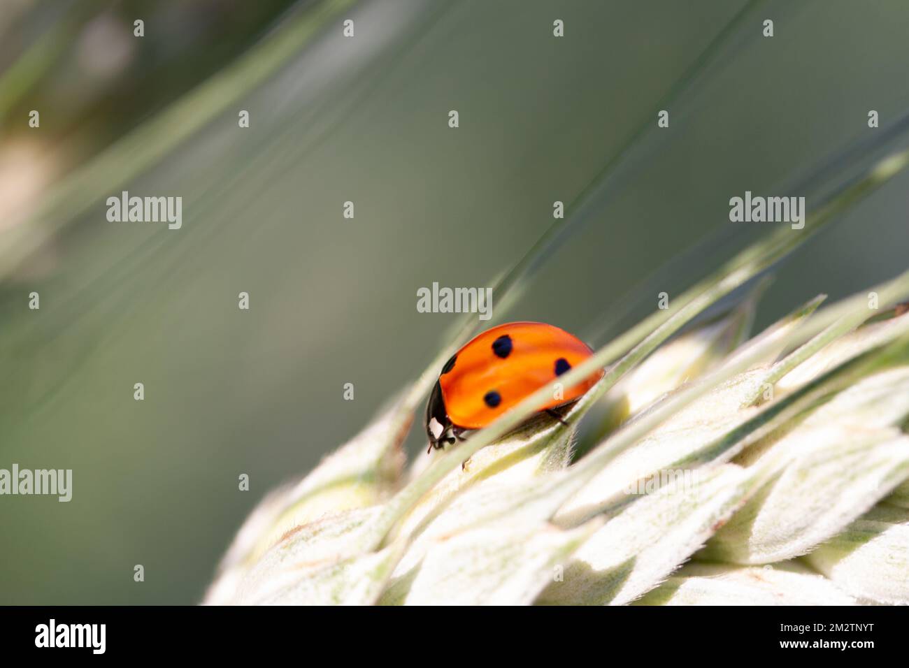 Coccinelle sur une tige d'herbe Banque D'Images