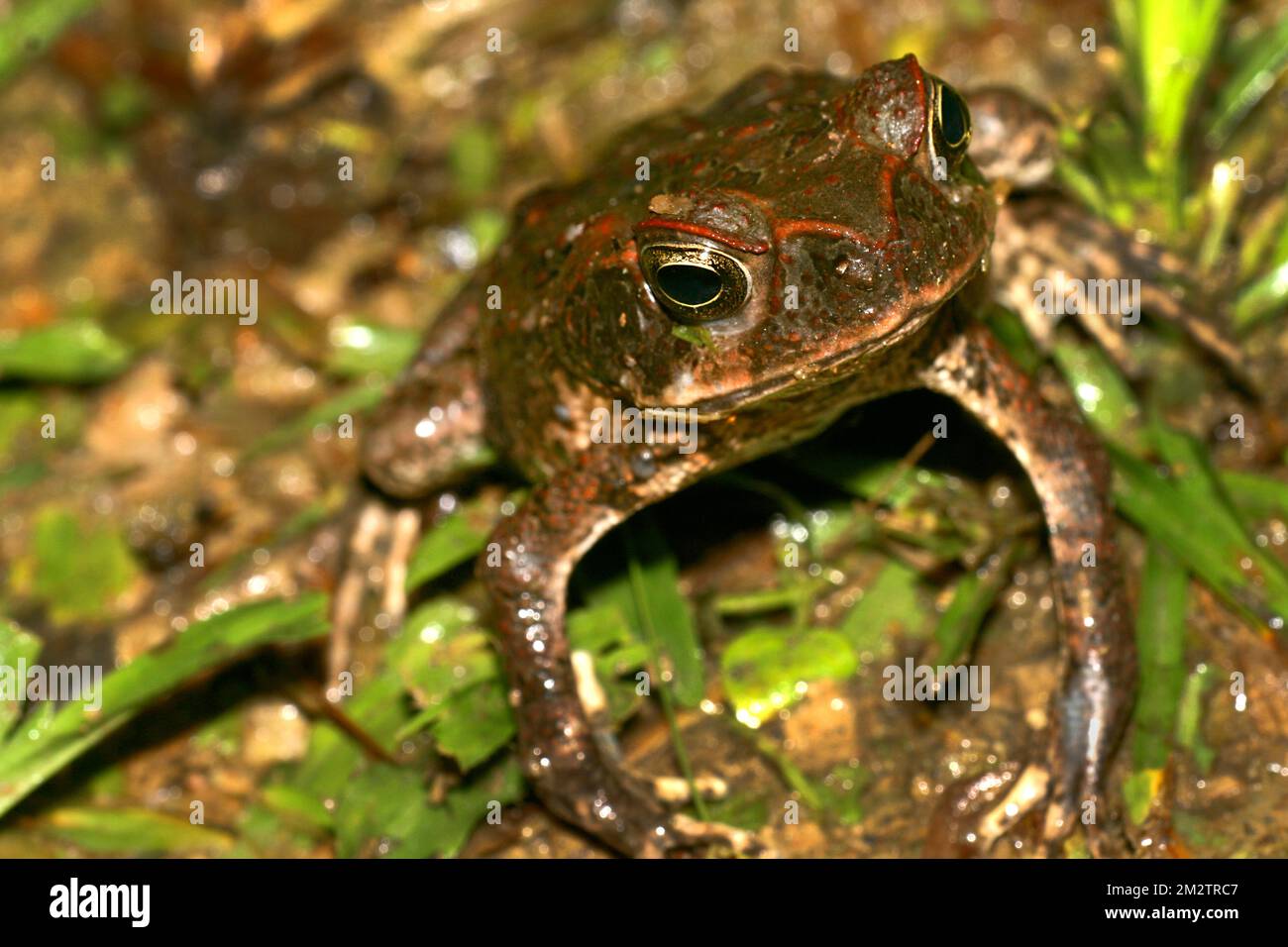 Toad, forêt tropicale, bassin de la rivière Napo, Amazonie, Equateur, Amérique du Sud, Amérique Banque D'Images