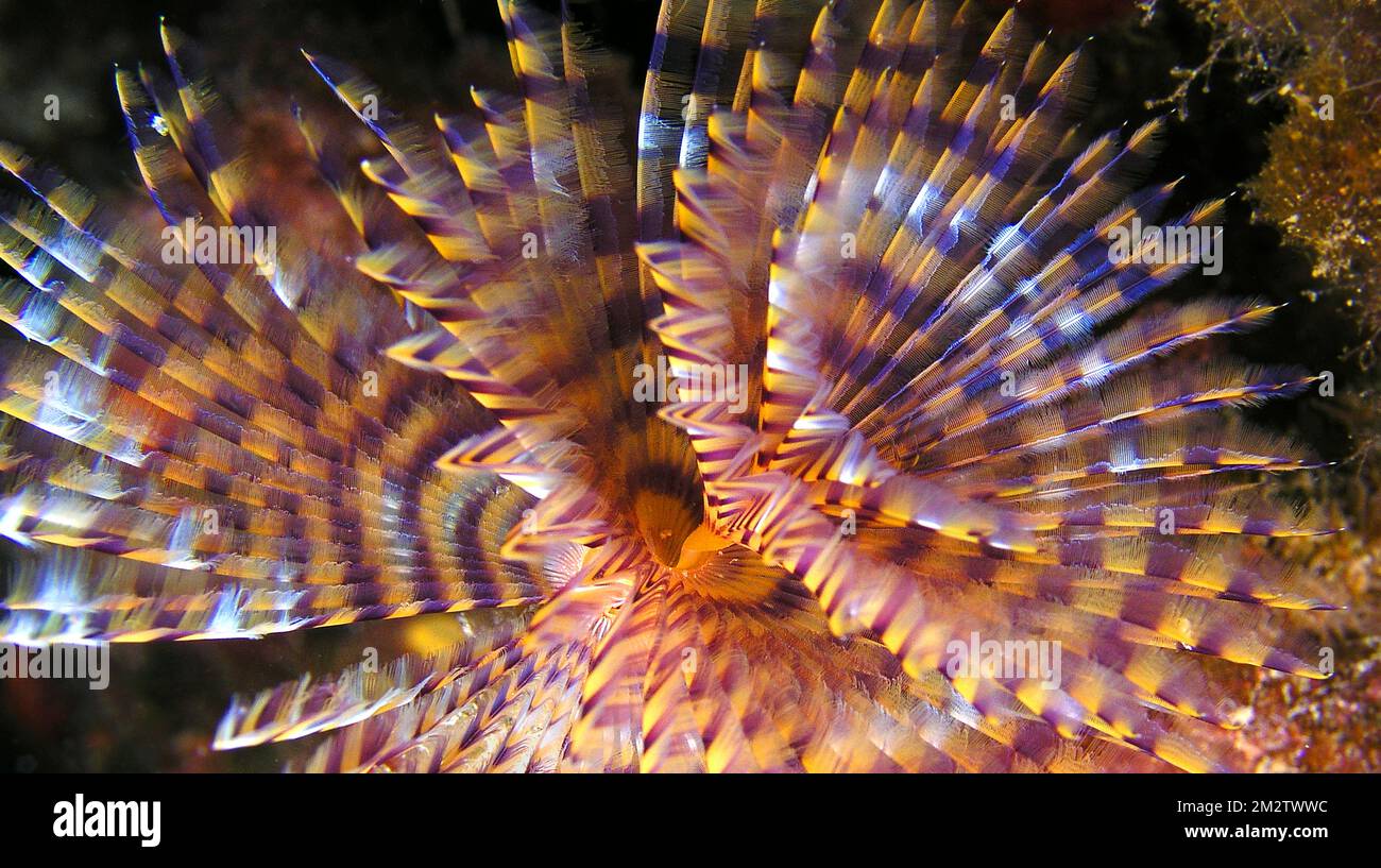 Tubieworm, Fan Worm, Spirographe, Spirographe Spallanzani, Feather Duster Worms, Tube Worm, Polychaete, parc régional de Cabo Cope Puntas del Calnegre, Banque D'Images