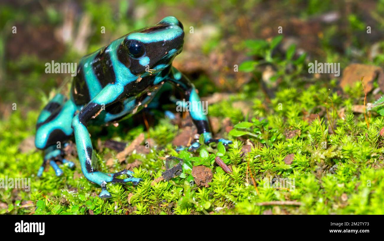 Grenouille verte et noire, Dendrobates auratus, Forêt tropicale, Costa Rica, Amérique centrale, Amérique Banque D'Images
