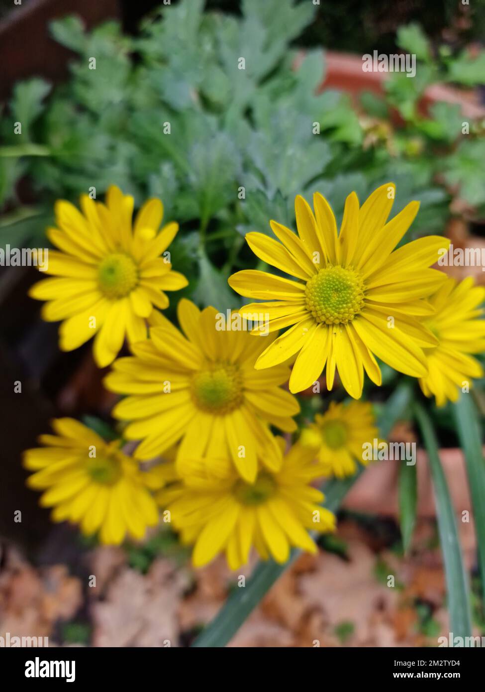 Pétales de fleurs jaunes. Macrophotographie de chrysanthème. Belle nature. Des plantes en plein essor. Verdure en arrière-plan. Photo en extérieur. Fleurs jaunes. Banque D'Images