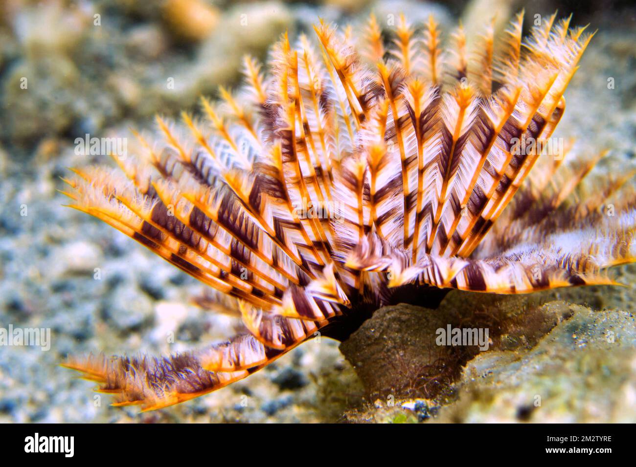 Vers de plumeau, vers de tube, Polychaete, Coral Reef, Lembeh, Nord Sulawesi, Indonésie, Asie Banque D'Images