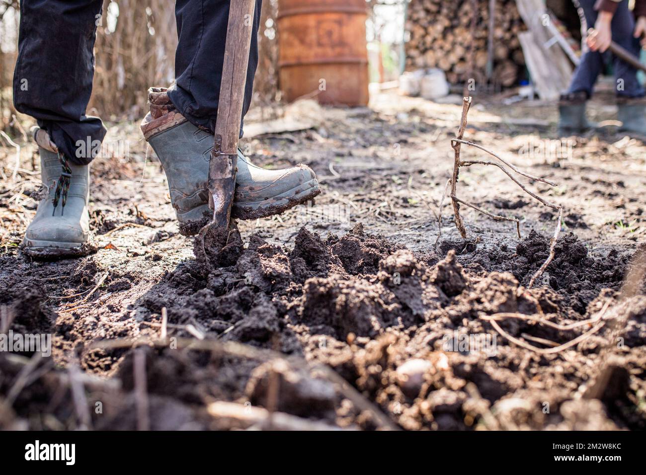 Le pied d'un fermier qui travaille dur dans des bottes sales dans le jardin  creuse le sol pour planter des semences ou des semis au printemps. Un homme  en bottes digue Photo