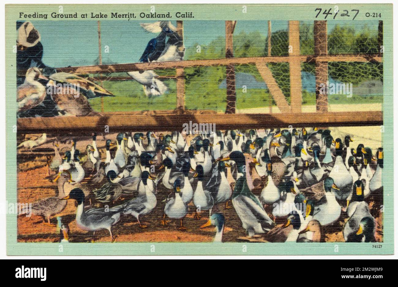 Aire d'alimentation du lac Merritt, Oakland, Californie , Tichnor Brothers Collection, cartes postales des États-Unis Banque D'Images