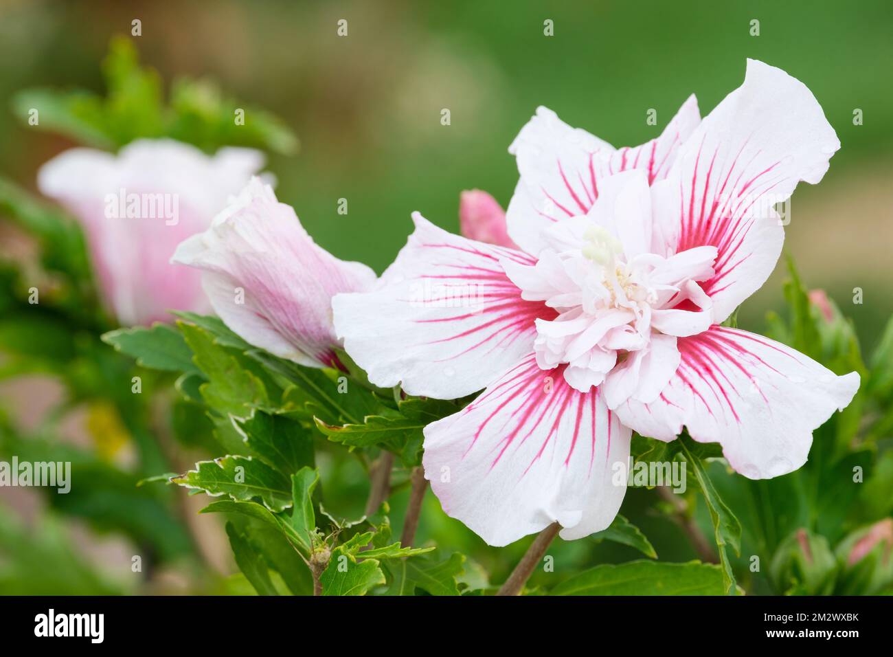 Hibiscus syriacus Starburst Chiffon, série de mousselets, rose de Sharon Starburst Chiffon, Hibiscus syriacus Rwoods6, arbuste à feuilles caduques, fleurs semi-doubles Banque D'Images