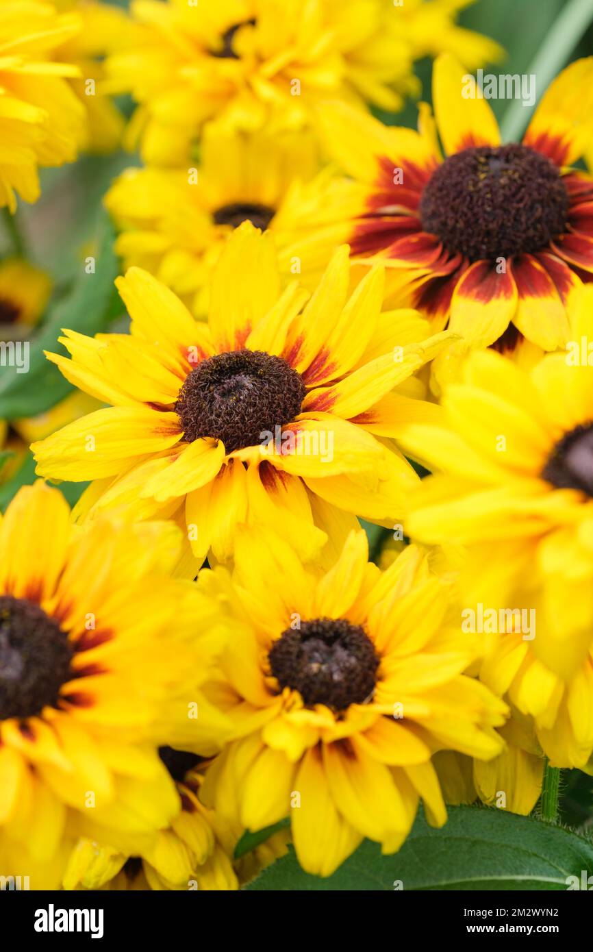 Rudbeckia hirta Enchanted Cosmic Eye, coneflow Enchanted Cosmic Eye, fleurs jaunes avec «cône» violet-brun Banque D'Images