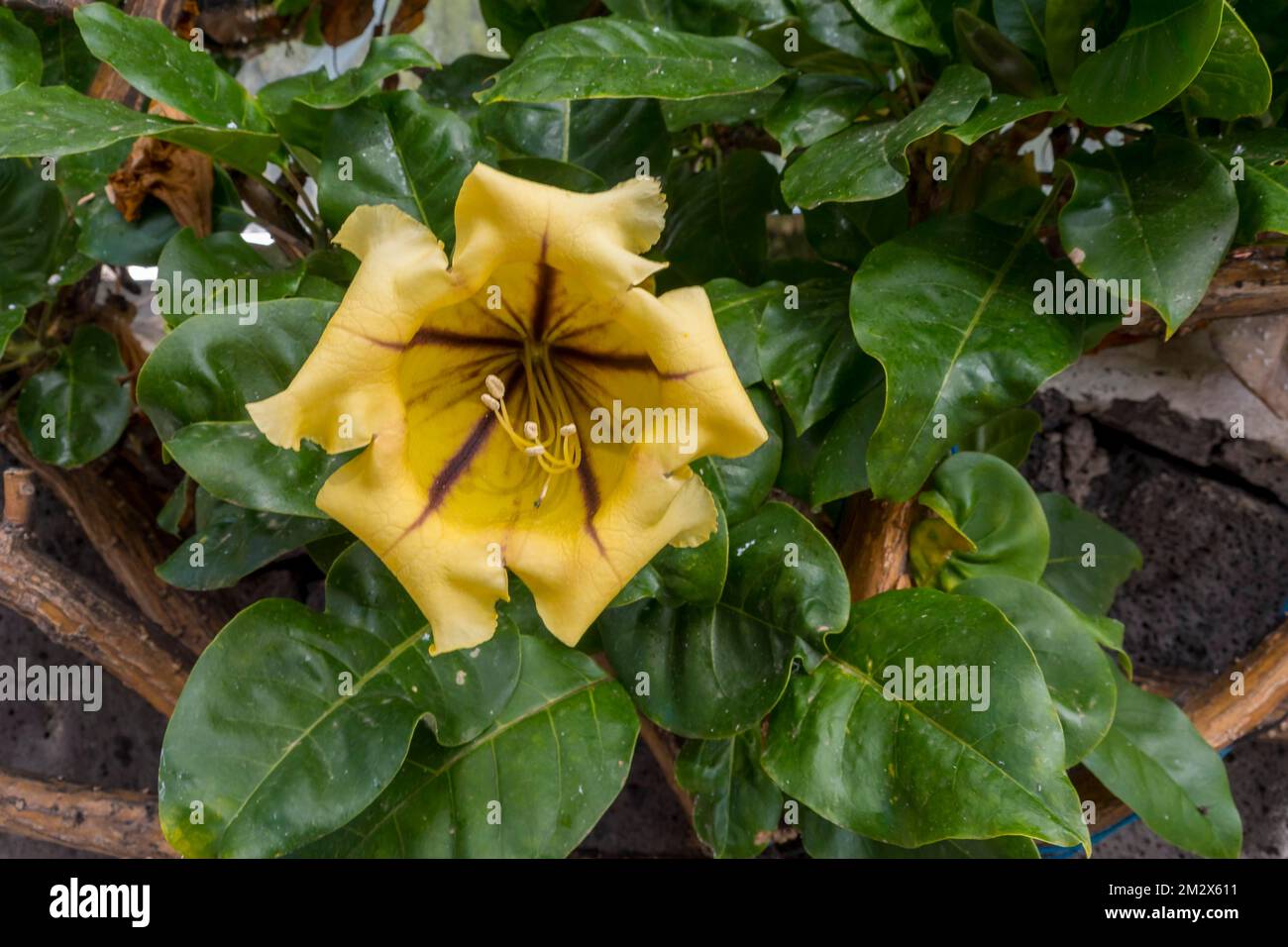 Coupe de vigne dorée (Solandra maxima), Lanzarote, Canary Island, Espagne Banque D'Images