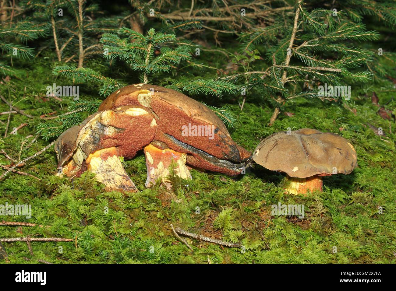 Bolete de luride (Suillellus luridus) Allgaeu, Bavière, Allemagne Banque D'Images