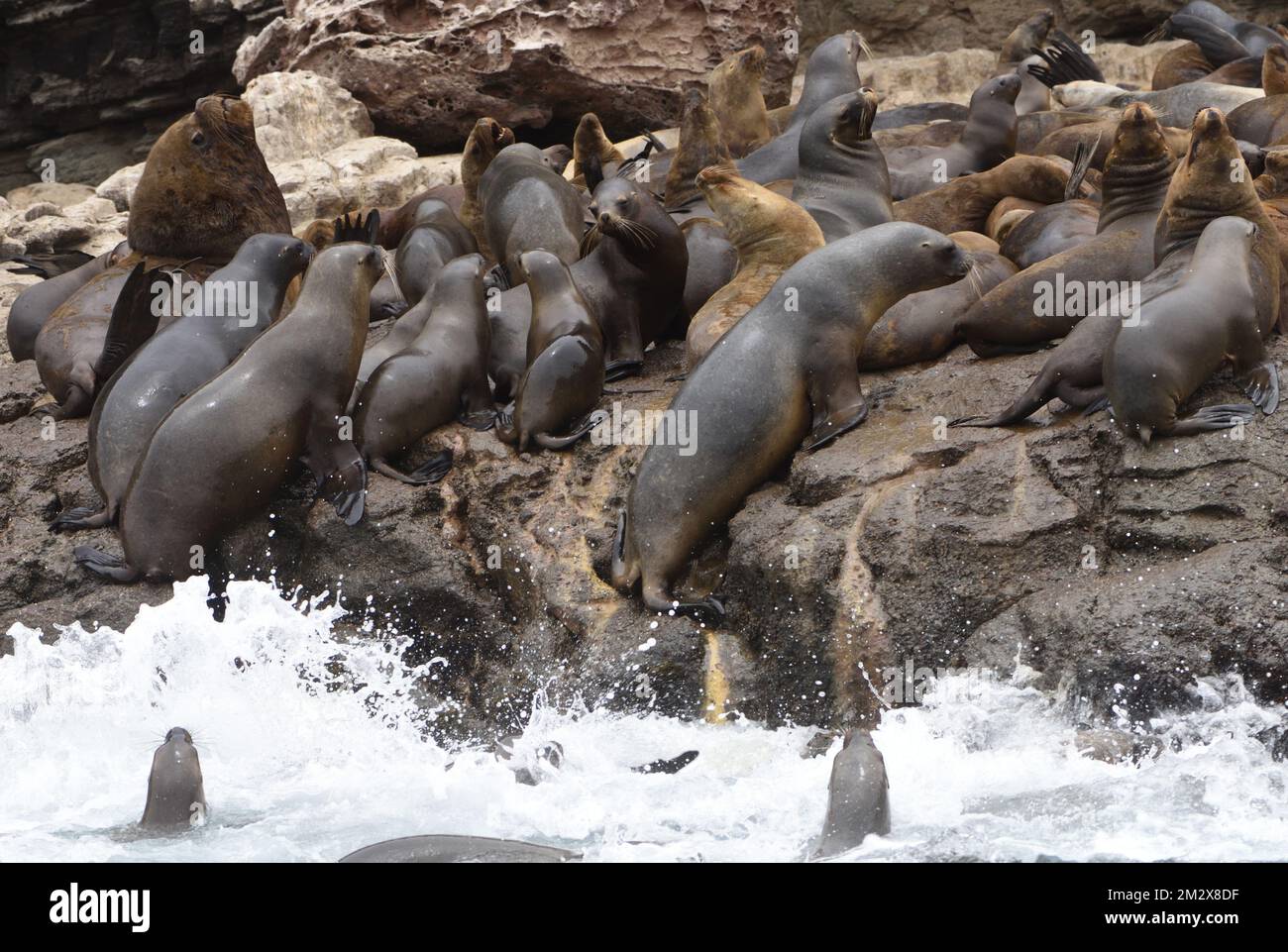 Les lions de mer d'Amérique du Sud (Otaria flavescens) utilisent des vagues de rupture pour les aider à s'installer sur une corniche rocheuse où domine un grand mâle mature. La Isla de Pucus Banque D'Images