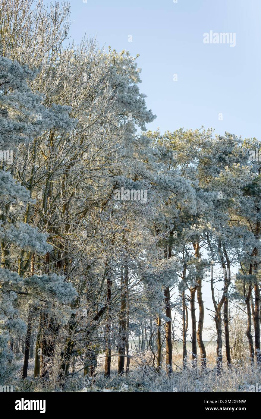 Belle scène d'automne d'hiver avec une couverture de gel verglas à travers les arbres Wintyer, Wiltshire Royaume-Uni Banque D'Images