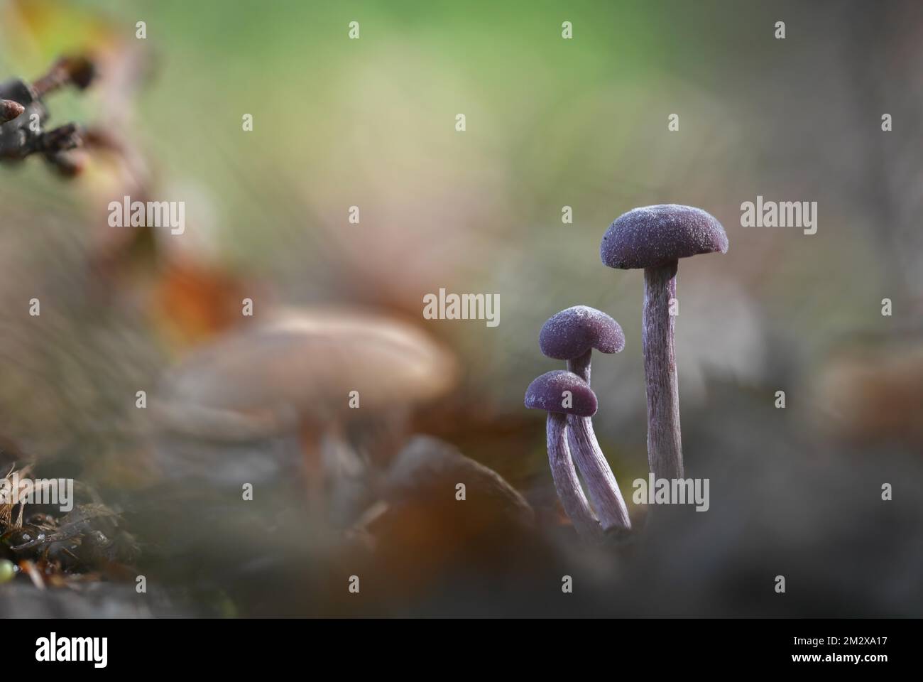 Amethyst deceiver (Laccaria amethystinina), trois fructifications avec beau jeu de lumière sur le fond de la forêt, Réserve naturelle de Brachter Wald, Nord Banque D'Images