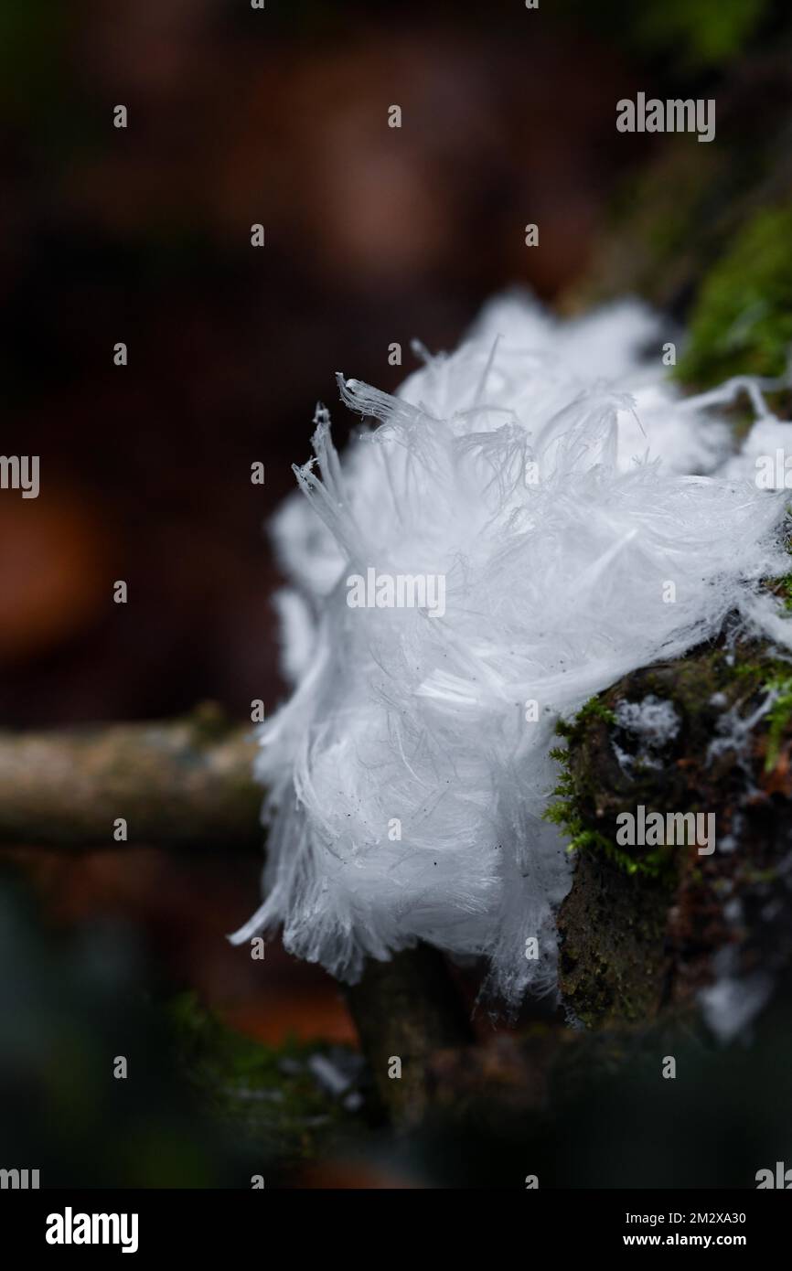 Glace de cheveux sur bois mort avec mousse, phénomène naturel rare causé par les champignons hivernaux actifs, Velbert, Rhénanie-du-Nord-Westphalie, Allemagne Banque D'Images