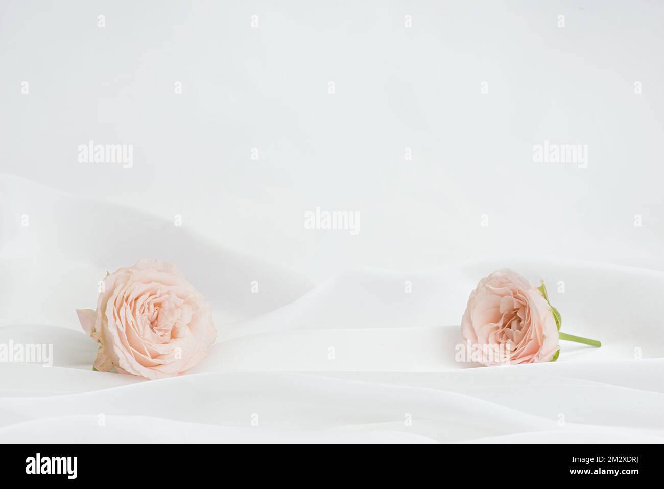 Roses rose sur fond blanc Banque D'Images