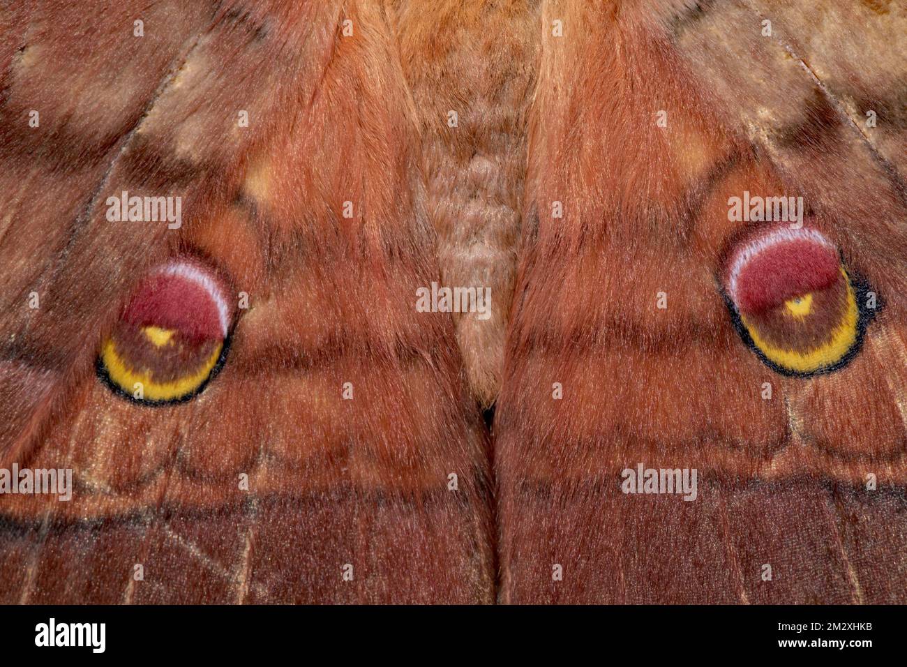 Ailes de papillons de Moth en chêne japonais avec deux pots à eyespots Banque D'Images