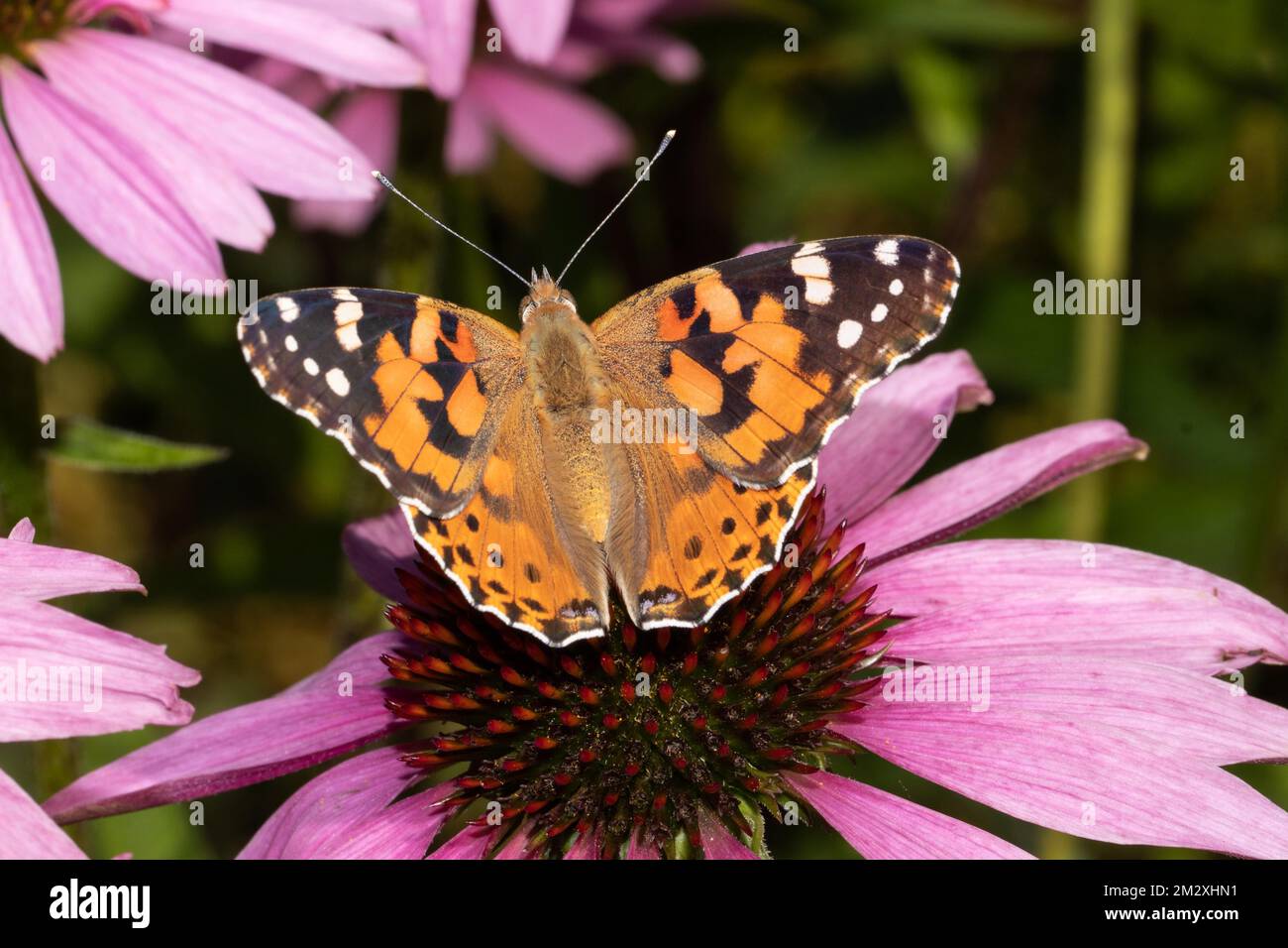 Papillon de chardon avec ailes ouvertes assis sur la fleur rouge de derrière Banque D'Images