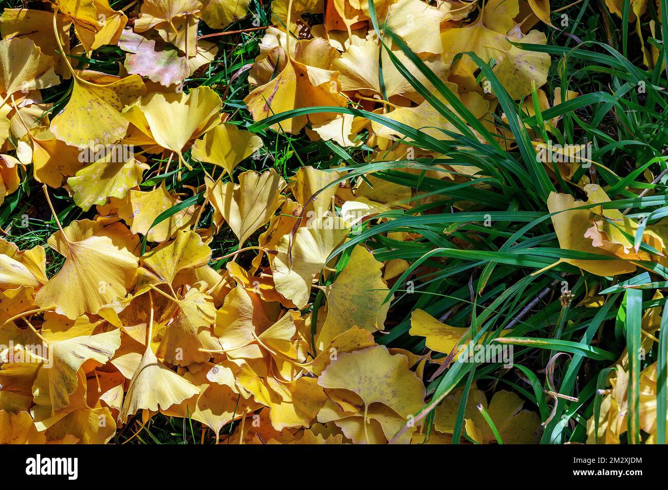 Ginkgo d'automne (Ginkgo biloba) ou feuilles de ginkgo, Allgaeu, Bavière, Allemagne Banque D'Images