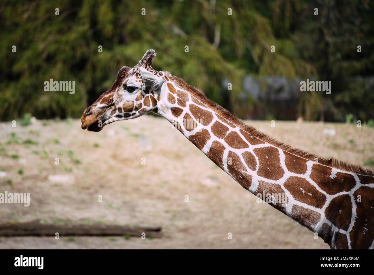Girafe (girafe), tête avec cou, profil, captive, Wroclaw, Pologne Banque D'Images