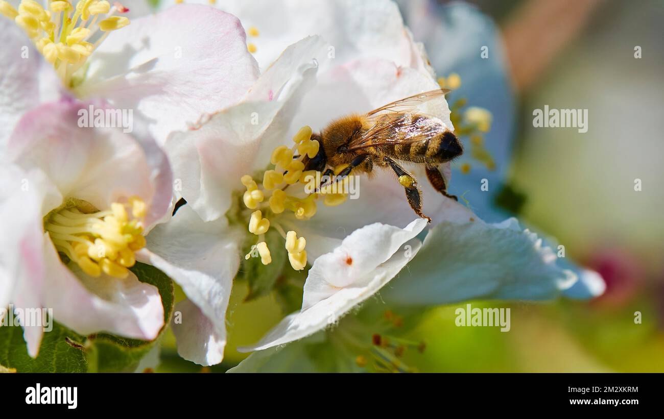 Macro shot, abeille collectant le nectar de fleur blanche, printemps, île de Corfou, Iles Ioniennes, Grèce Banque D'Images