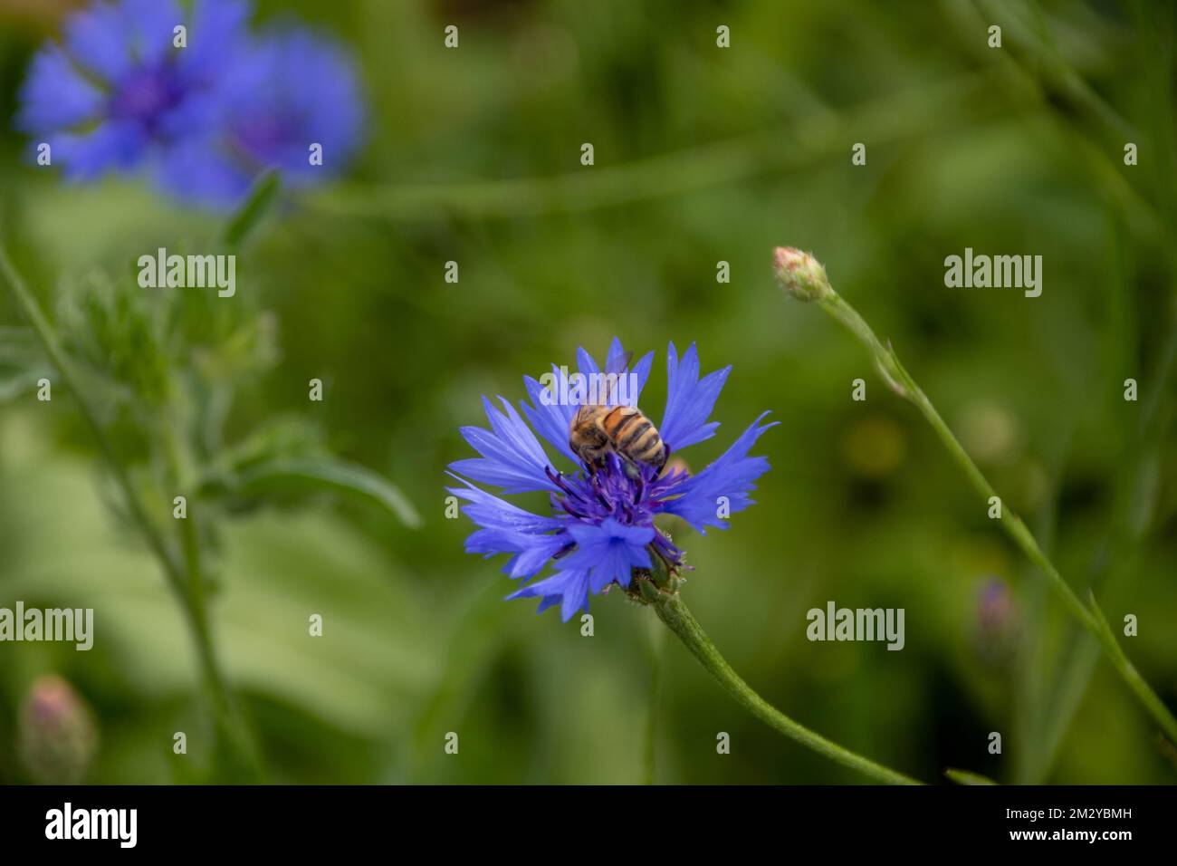 abeille occidentale collectant le pollen des fleurs bleu vif de la fleur de maïs également connu sous le nom de bouton de baccalauréat Banque D'Images