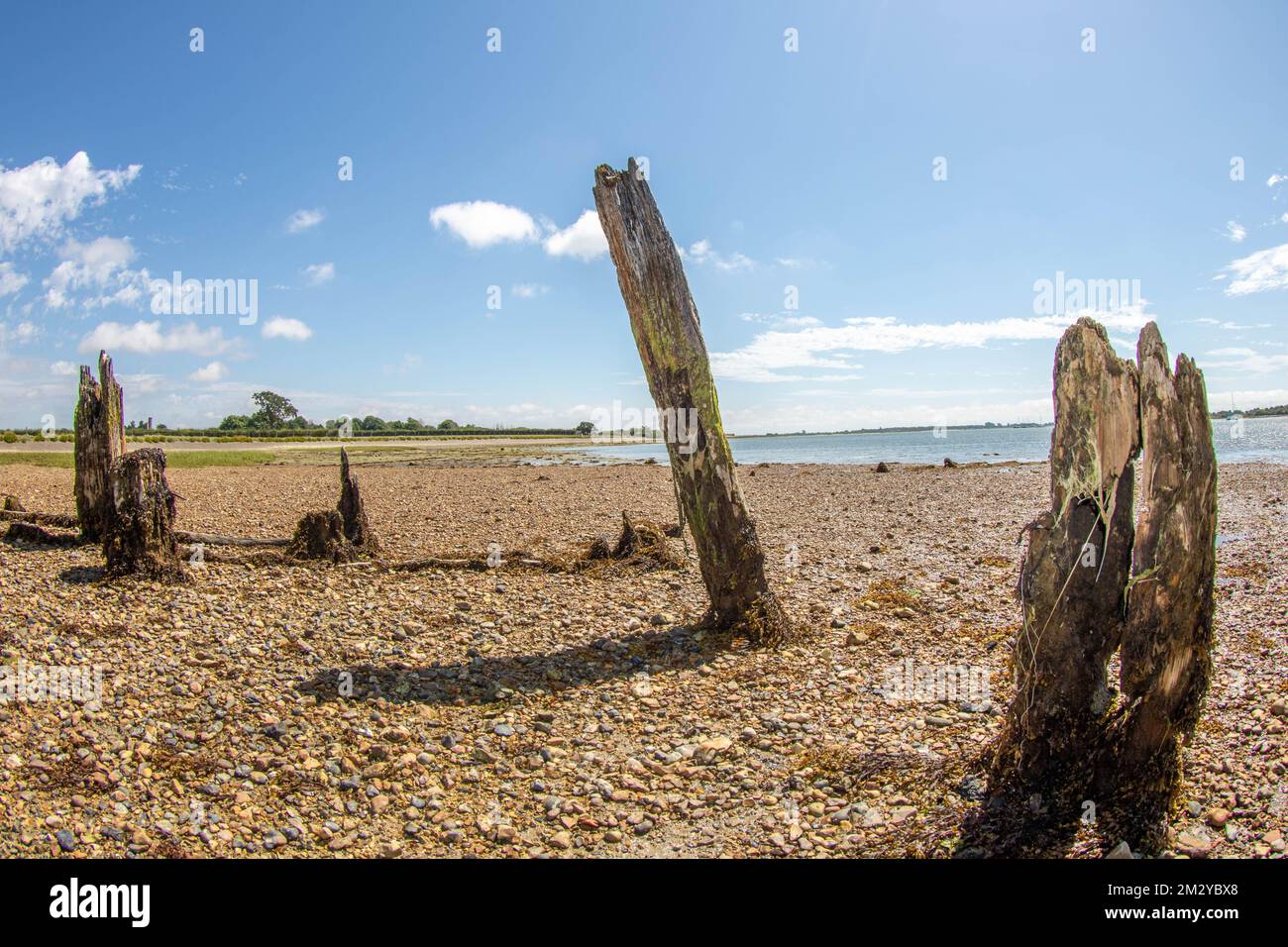 Vieux poteaux en bois près des lits d'huîtres sur la rive à Langstone Harbour Hampshire Angleterre pris avec une lentille fisheye Banque D'Images