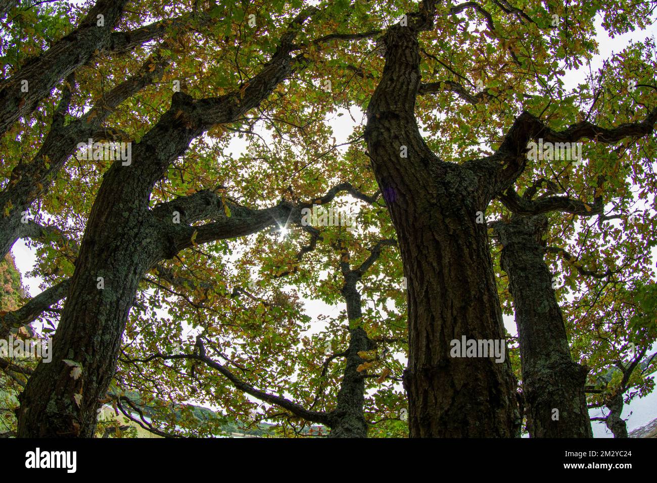 soleil venant à travers les sommets des arbres à l'aide d'une lentille fisheye Banque D'Images