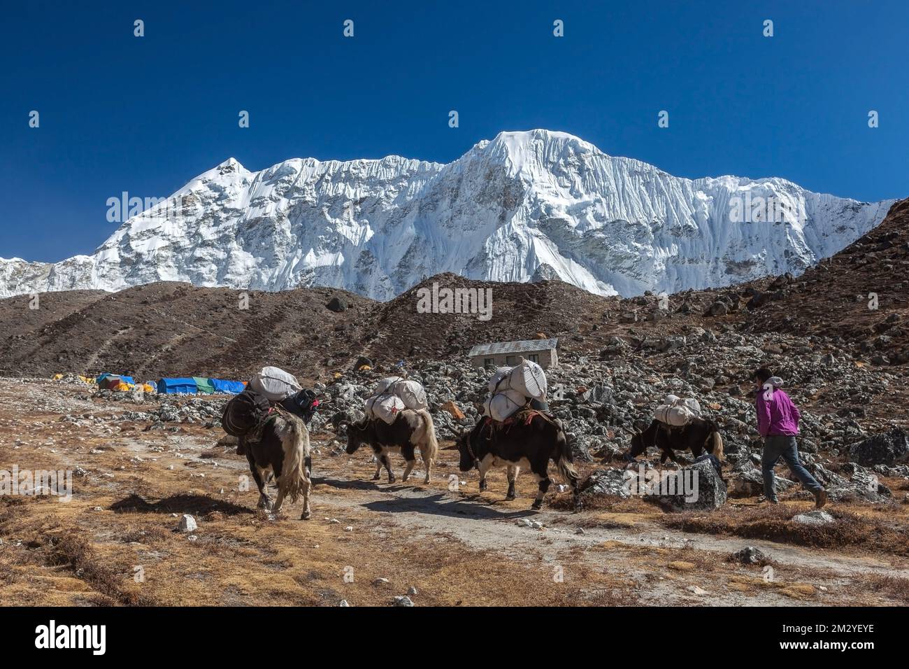 EVEREST CAMP DE BASE TREK/NÉPAL - 25 OCTOBRE 2015 : groupe de yaks népalais noirs transportant leur lourde charge au camp de base. Banque D'Images