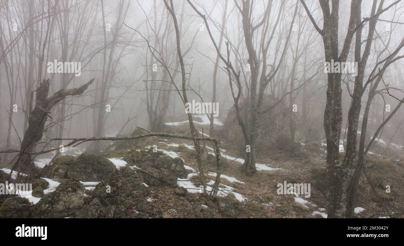 Gros rochers dans la forêt brumeuse. Banque D'Images