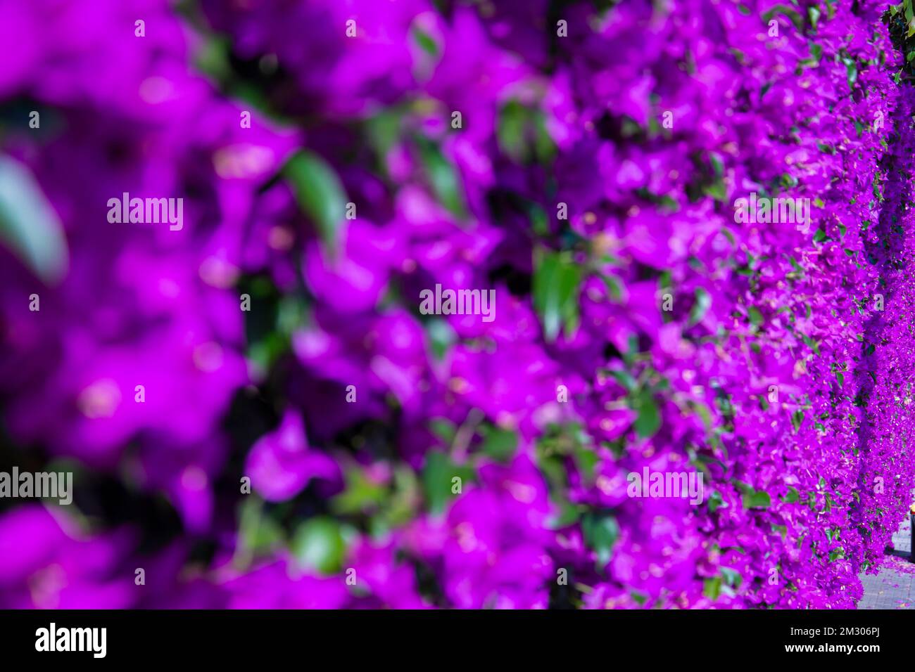 Les fleurs dans les rues de Cagliari Banque D'Images Les fleurs dans les rues de Cagliari Banque D'Images