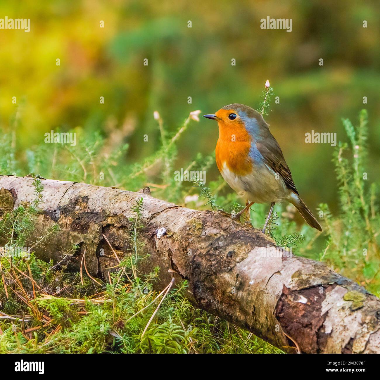Robin dans le profil Banque D'Images